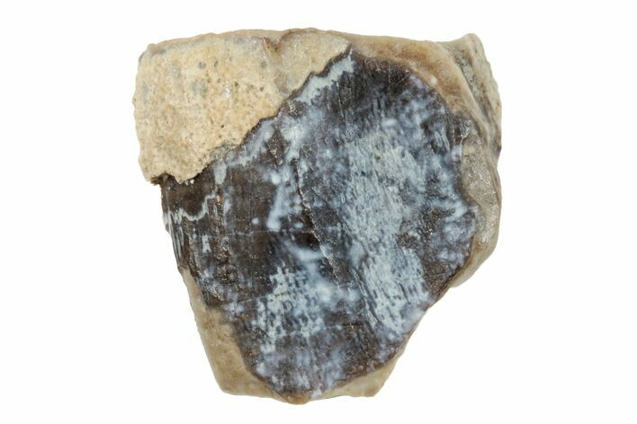 Fossil Hadrosaur (Duck-Billed Dinosaur) Shed Tooth - Montana #260359